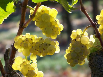 白葡萄酒的種類