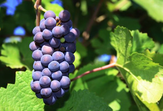 紅葡萄酒種類有哪些